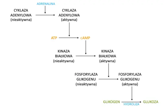 Schemat szlaku aktywacji glikogenolizy pod wpływem adrenaliny, prowadzącego do uwolnienia glukozy z glikogenu.