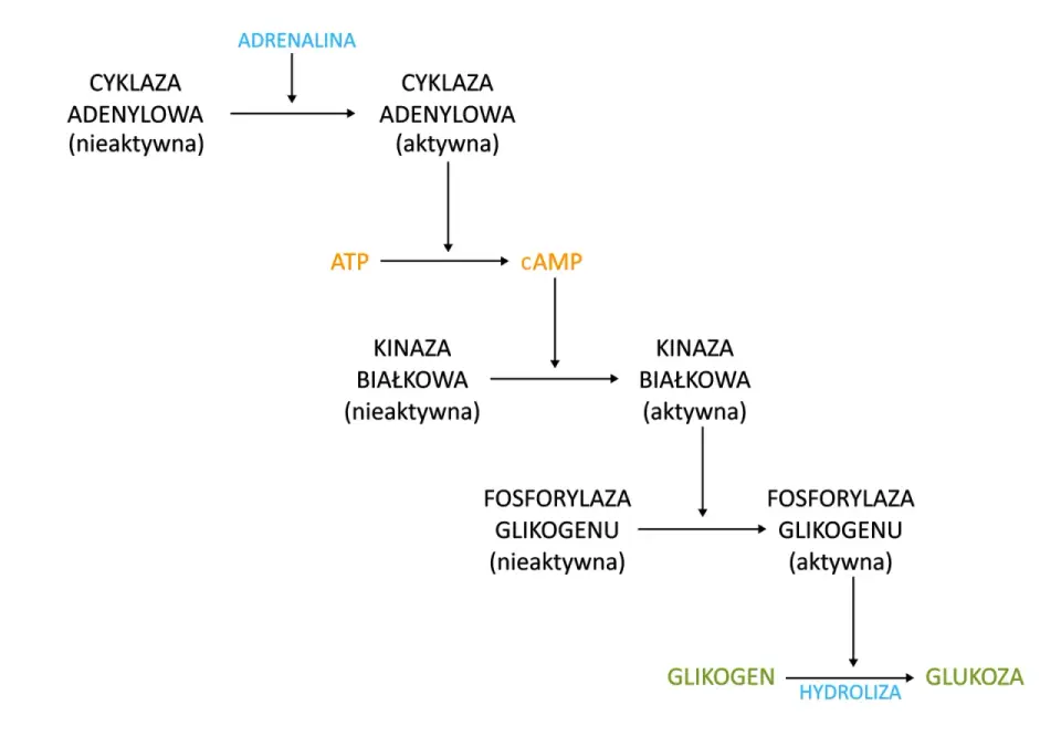 Schemat szlaku aktywacji glikogenolizy pod wpływem adrenaliny, prowadzącego do uwolnienia glukozy z glikogenu.